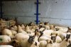 Lambs at shearing time 2015